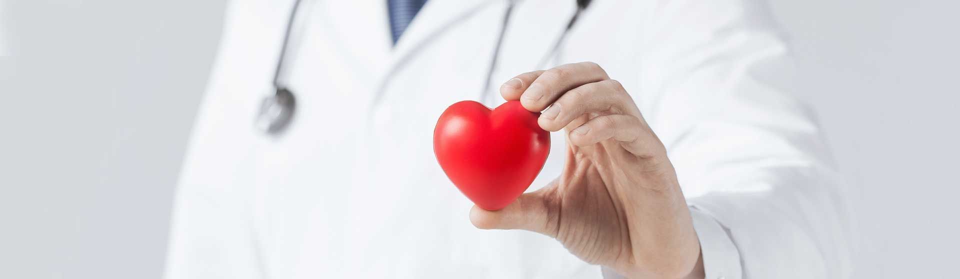 Arzt hält ein Herz-Modell in der Hand.